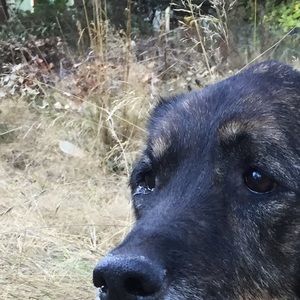 Meet your Posher, Rowan